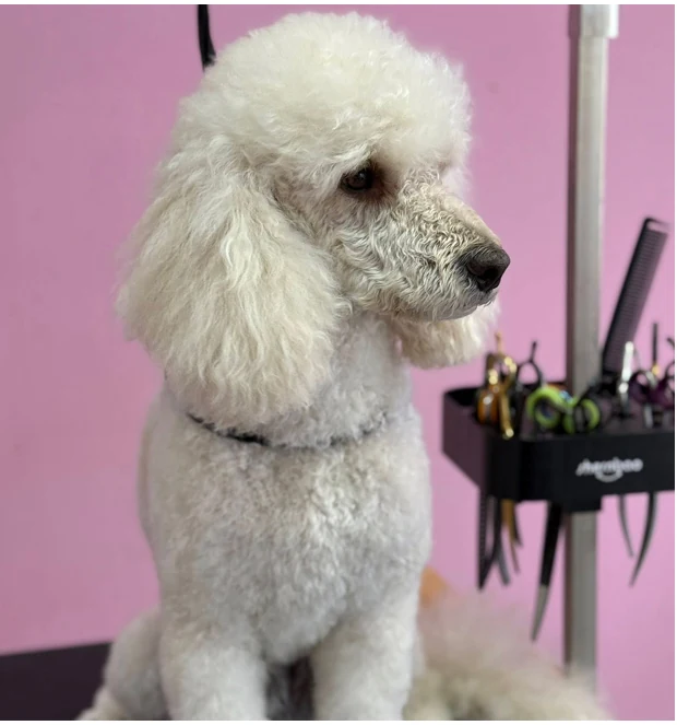 Поддържано куче в HappyDog