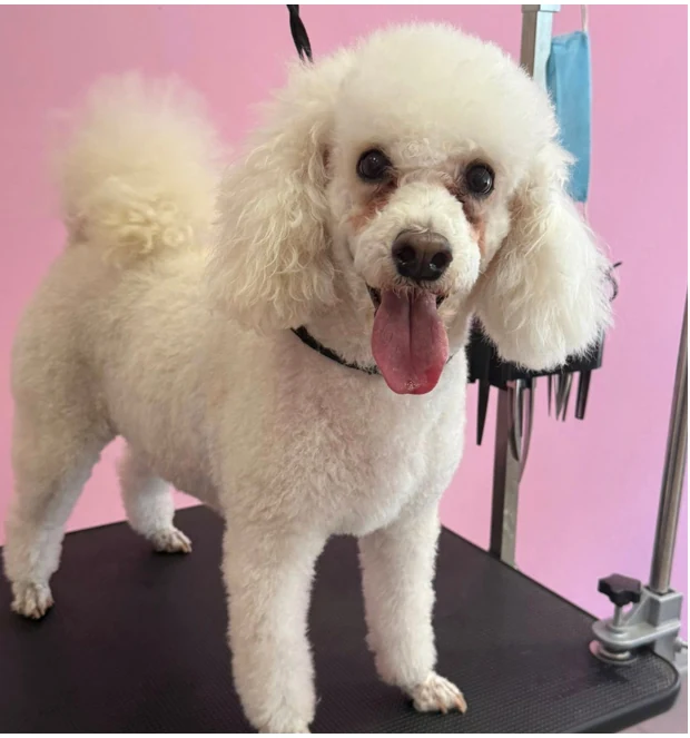 Куче след грижа в HappyDog